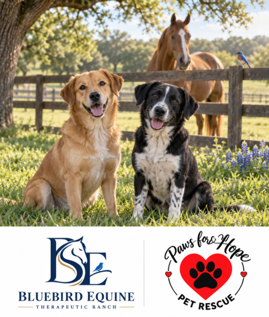 partnership_bluebird_equine_therapeutic_ranch_paws_for_hope